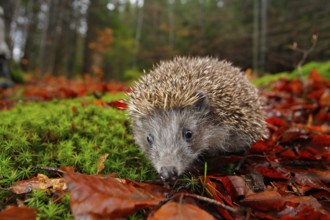 European Hedgehog, Erinaceus europaeus, on a green moss at the forest, photo with wide angle.