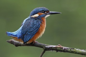 Common Kingfisher (Alcedo atthis) juvenile, Saxony-Anhalt, Germany