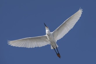 Snowy Egret : Alligator Farm : St. Augustine, FL