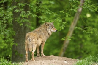 Eastern wolf (Canis lupus lycaon) standing on a little hill, Bavaria, Germany