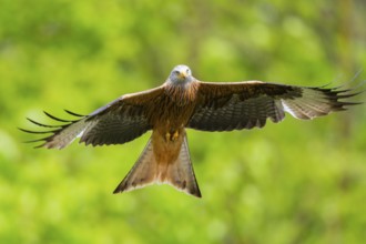 Red kite (Milvus milvus) flying in a forest in early summer, Bavaria, Germany