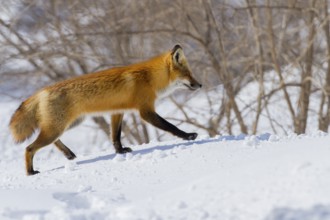 Red fox (vulpes vulpes), Fox walking on snow, Province of Quebec, Canada, North America