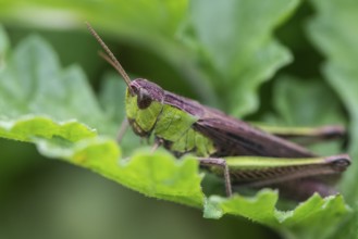 Common Green Grasshopper (Omocestus viridulus), Emsland, Lower Saxony, Germany