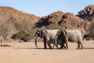 Two African elephants (Loxodonta africana) with young, desert elephant, near the Ugab River,