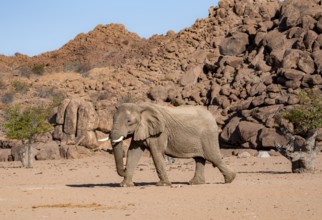 African elephant (Loxodonta africana), desert elephant, near the Ugab River, Damaraland, Kunene