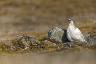 Ptarmigan (Lagopus), Pair, Chicken birds (Galliformes), Aventdalen, Longyearbyen, Spitsbergen,