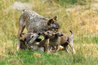 Pup and two adult wolves in playful interaction in a meadow, Timberwolf, wolf, American wolf,