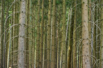 High green coniferous trees in a dense forest, summer, Odenwald, Hesse, Germany