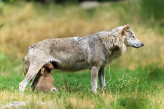 Pup suckling on mother wolf in a green field, Timberwolf, wolf, American wolf, (Canis lupus
