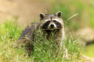 A raccoon sits in a green meadow, his face attentively directed towards the camera, raccoon