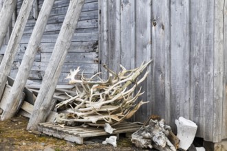 Deer antlers in front of a hunting lodge, wooden hut, Bamsebu, Spitsbergen, Svalbard