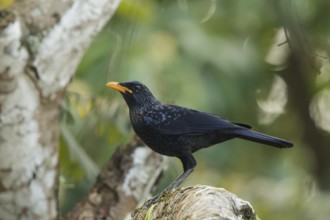Blue Whistling Thrush (Myophonus caeruleus), Khao Yai National Park, Thailand