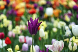 Different coloured tulips (Tulipa), colourful tulip bed, Keukenhof gardens, Lisse, Bollenstreek,