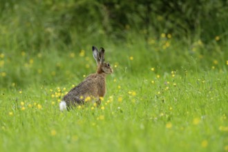 European hare (Lepus europaeus), Texel, province of North Holland, Netherlands