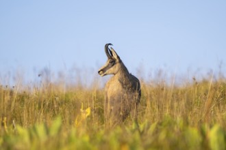 Chamois (Rupicapra rupicapra) on a meadow in the Vosges Mountains, wildlife, France