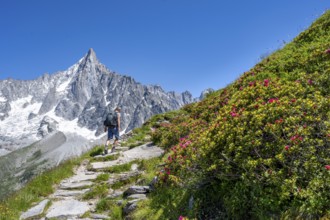 Picturesque mountain landscape with blooming alpine roses, imposing mountain peaks and glaciers,