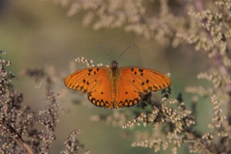 Orange-coloured butterfly of the genus Gulf fritillary on Artemisia annua, seen in Buenos Aires,