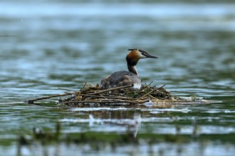 Great crested grebe sitting on a nest in the water at dusk, idyllic and peaceful atmosphere, Great