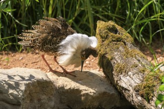 A bird interacting with a moss-covered tree in a sunny environment, Ruff (Calidris pugnax, Syn.: