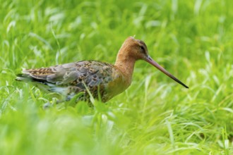A bird with a long beak stands in the green grass, black-tailed godwit (Limosa limosa), France