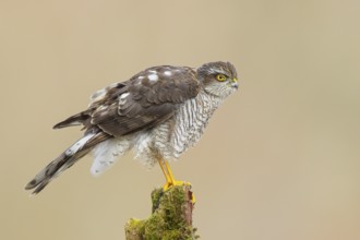 Sparrowhawk (Accipiter nisus), female sitting on a tree trunk, wildlife, nature photography, bird