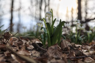 Spring knot flower (Leucojum vernum), spring snowflake on the forest floor, deciduous forest,