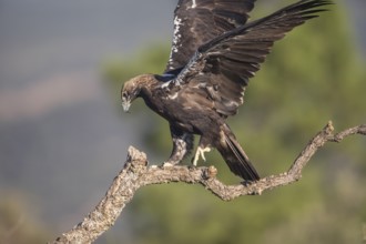 Iberian Eagle (Aquila adalberti), Spanish imperial eagle, Extremadura, Castilla La Mancha, Spain