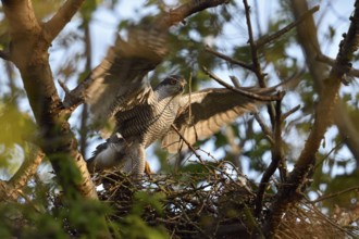 Arrival at the nest... Goshawk (Accipiter gentilis), male, tercel, flies in early in the morning in