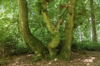 Tree, Forest, Sieversen, Rosengarten, Lower Saxony, Germany