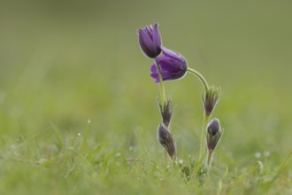Pasqueflower (Pulsatilla vulgaris) purple flowers in grassland in spring, England, United Kingdom