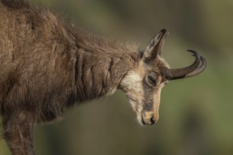 Chamois (Rupicapra rupicapra) during the spring moult. Hohneck, Vosges, Alsace, France