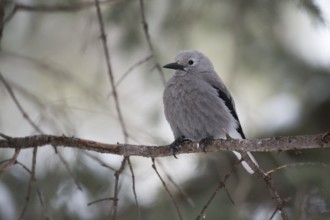 Clark's Nutcracker (Nucifraga columbiana) perched on a branch, Wyoming, USA