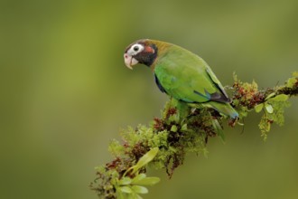 Parrot, Pionopsitta haematotis, Mexico, green parrot with brown head. Detail close-up portrait of