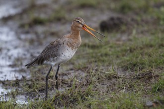 Black-tailed Godwit (Limosa limosa), Netherlands