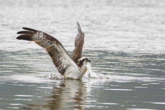 Western Osprey (Pandion haliaetus), Poland