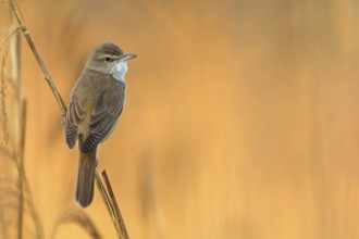 Drosselrohrsänger, Great Reed Warbler, Great Reed-Warbler, Acrocephalus arundinaceus, Rousserolle