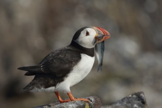Atlantic Puffin (Fratercula arctica), Scotland, United Kingdom