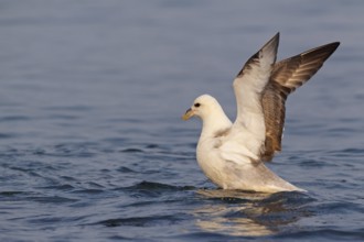 Northern Fulmar (Fulmarus glacialis), Iceland
