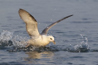 Northern Fulmar (Fulmarus glacialis), Iceland