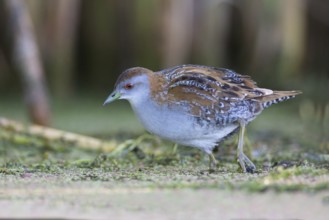 Baillon's Crake (Porzana pusilla palustris) foraging, Victoria, Australia