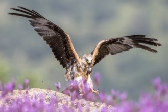 Red Kite (Milvus milvus) landing, Madrid, Spain