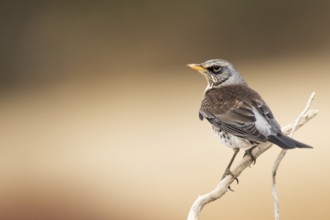 Fieldfare (Turdus pilaris) perched on a branch, Aragon, Spain