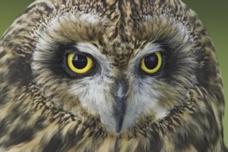 Short-eared Owl (Asio flammeus), Alberta, Canada