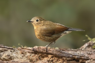 White-tailed Robin (Myiomela leucura) female, Bidoup National Park, Vietnam