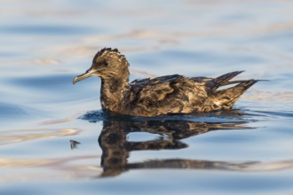 Sooty Shearwater (Ardenna grisea), Eilat, Israel