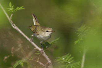 Greenish Warbler - Grünlaubsänger - Phylloscopus trochiloides