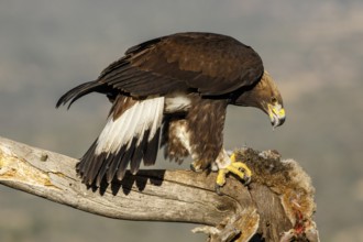 Golden Eagle (Aquila chrysaetos) immature, first winter plumage eating a rabbit, Castile and Leon,