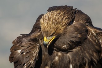 Golden Eagle (Aquila chrysaetos) immature, first winter plumage portrait, Castile and Leon, Spain