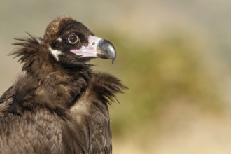 Cinereous Vulture (Aegypius monachus) portrait, Castile and Leon, Spain