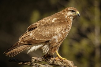 Common Buzzard (Buteo buteo), perched on a branch, Castile and Leon, Spain
